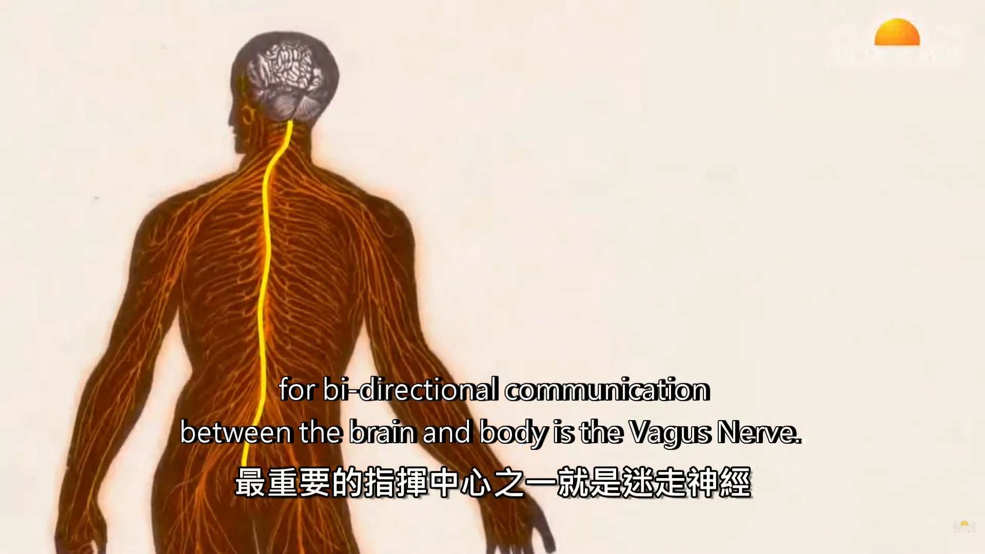 迷走神經
